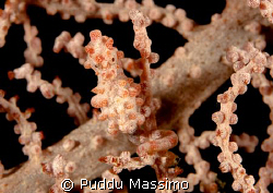 gangaa island north sulawesi pimey sea horse nikon d2x 60... by Puddu Massimo 